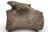 Fossil Theropod Caudal Vertebra - Montana #235549-2